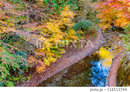 東京 紅葉に染まる秋川渓谷 養沢川 東京 紅葉に染まる秋川渓谷 養沢川 118513749