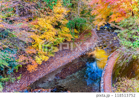 東京 紅葉に染まる秋川渓谷　養沢川 118513752