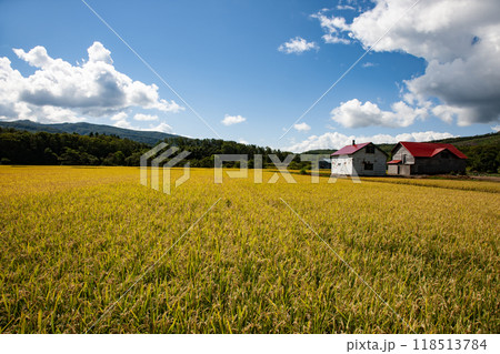 首を垂れる稲穂 118513784