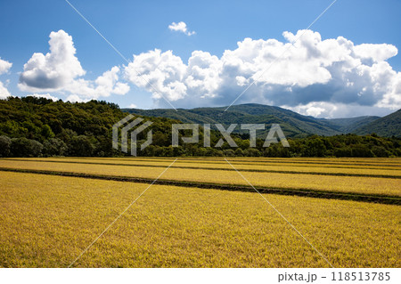 首を垂れる稲穂 首を垂れる稲穂 118513785