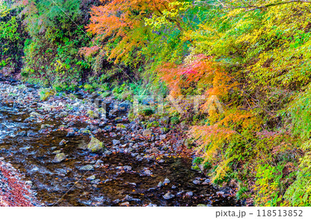 東京 紅葉に染まる秋川渓谷 養沢川 東京 紅葉に染まる秋川渓谷 養沢川 118513852