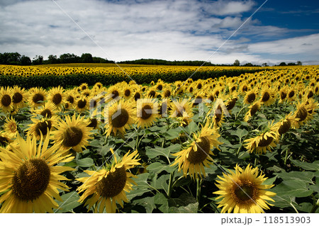 絶景ひまわり畑大地 118513903