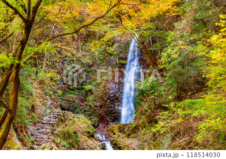 東京 紅葉に染まる払沢の滝 東京 紅葉に染まる払沢の滝 118514030