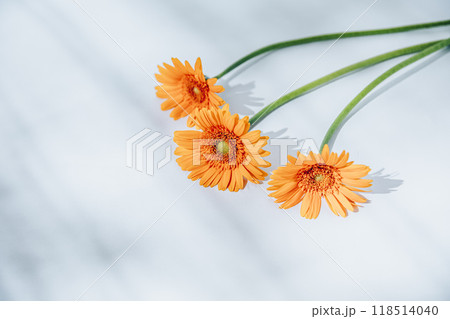 オレンジのガーベラ オレンジのガーベラ 118514040