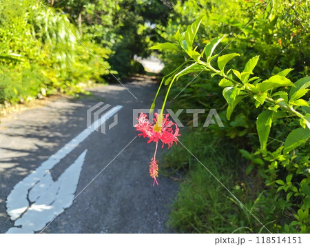 沖縄ライカムのアカバナ 沖縄ライカムのアカバナ 118514151