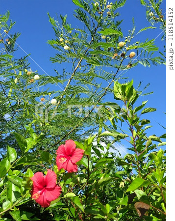 沖縄ライカムのギンネムとアカバナ 沖縄ライカムのギンネムとアカバナ 118514152
