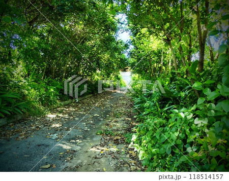 沖縄ライカムの木陰道 沖縄ライカムの木陰道 118514157