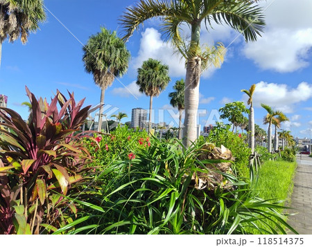 沖縄ライカムのヤシ並木 118514375