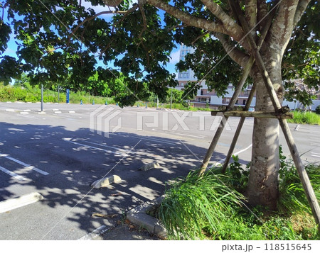 沖縄ライカムの駐車場のクロヨナの木陰 沖縄ライカムの駐車場のクロヨナの木陰 118515645