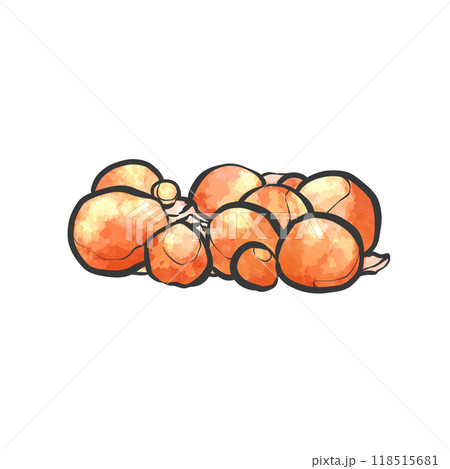 鶏きんかんの手描き筆絵風イラスト 118515681