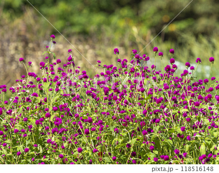 明日香村に咲くアザミの花 118516148