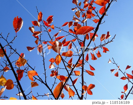 autumn leaves background in sunny day autumn leaves background in sunny day 118516189