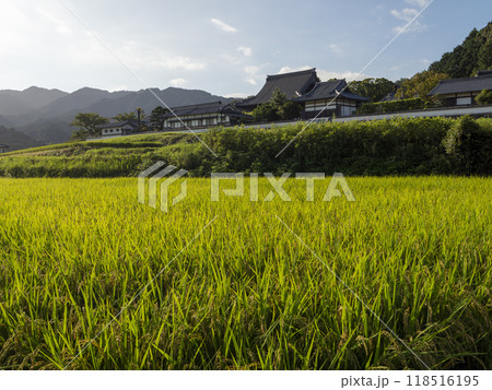 明日香村の橘寺と田園風景 明日香村の橘寺と田園風景 118516195