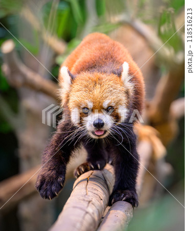 レッサーパンダ レッサーパンダ 118516213