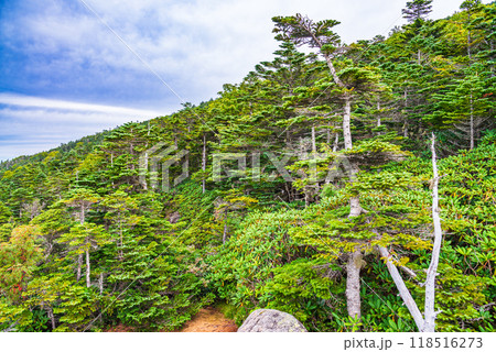 【山梨県】国師ヶ岳 夢の庭園 夏 【山梨県】国師ヶ岳 夢の庭園 夏 118516273