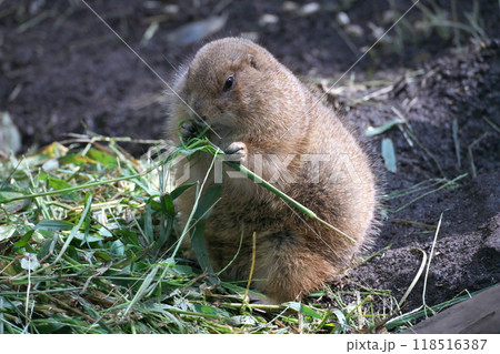 10 月 上野動物園のオグロプレーリードッグ食欲の秋 118516387