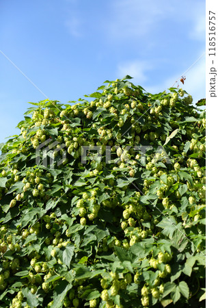 Hop bushes. Wild hops. Hops for brewing. Hops. Hop bushes. Wild hops. Hops for brewing. Hops. 118516757