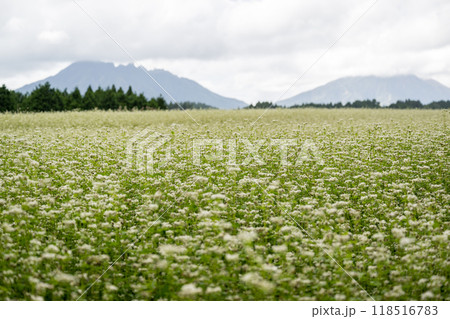 波野村に広がる蕎麦の白い花 118516783
