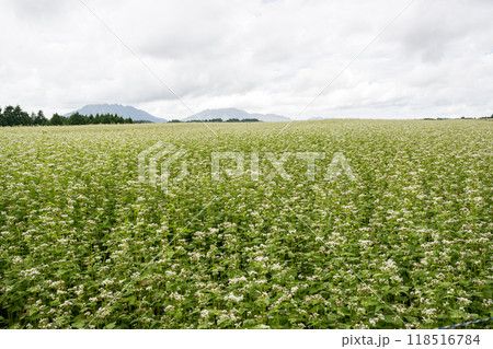 波野村に広がる蕎麦の白い花 118516784