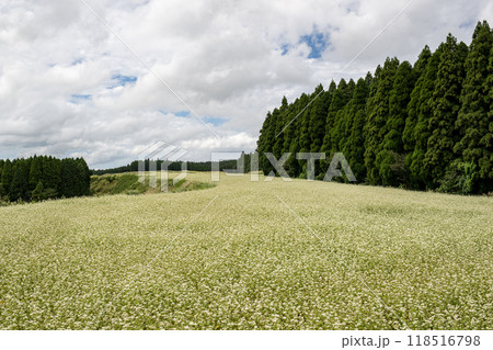 波野村に広がる蕎麦の白い花 波野村に広がる蕎麦の白い花 118516798