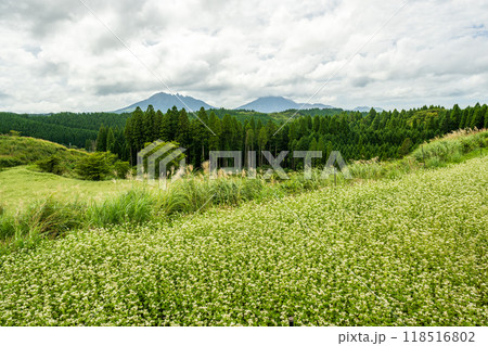 波野村に広がる蕎麦の白い花 118516802