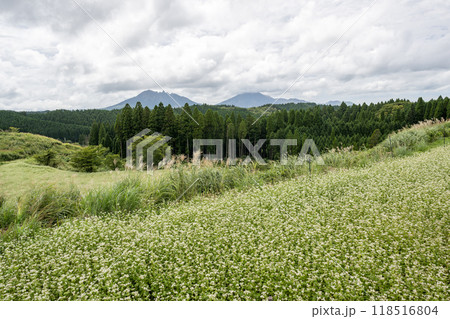 波野村に広がる蕎麦の白い花 波野村に広がる蕎麦の白い花 118516804