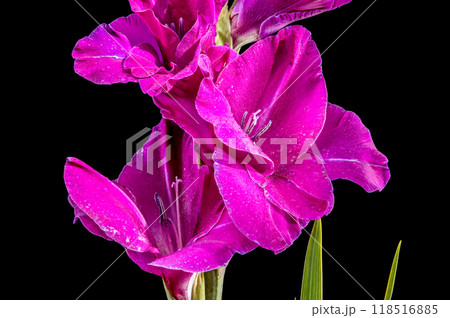 Blooming Gladiolus Sugar Plum on a black background Blooming Gladiolus Sugar Plum on a black background 118516885