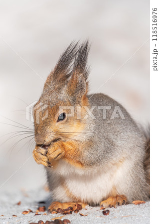 The squirrel in winter sits on white snow. 118516976