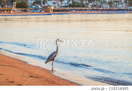 Gray heron fishing on the beach of the Red Sea. Naama Bay beach, Sharm El Sheikh, Egypt Gray heron fishing on the beach of the Red Sea. Naama Bay beach, Sharm El Sheikh, Egypt 118516985