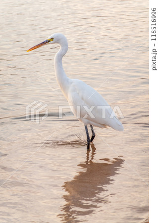 Great egret (Ardea alba), a medium-sized white heron fishing on the sea beach Great egret (Ardea alba), a medium-sized white heron fishing on the sea beach 118516996