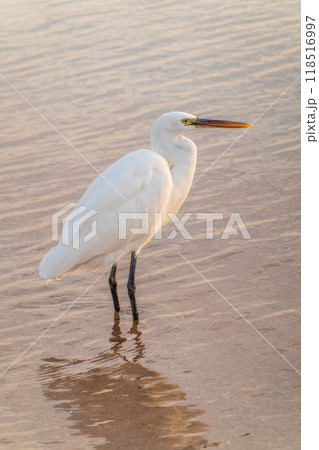 Great egret (Ardea alba), a medium-sized white heron fishing on the sea beach Great egret (Ardea alba), a medium-sized white heron fishing on the sea beach 118516997