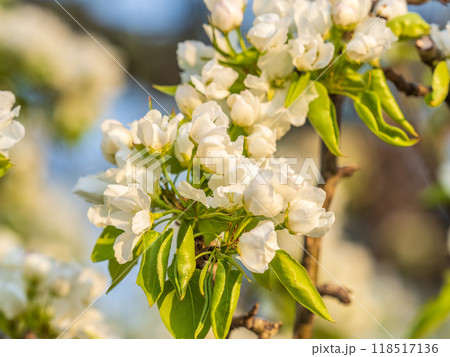 White blossoming apple trees. White apple tree flowers White blossoming apple trees. White apple tree flowers 118517136