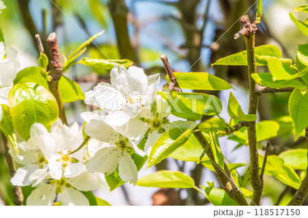 White blossoming apple trees in the sunset light. Spring season, spring colors. White blossoming apple trees in the sunset light. Spring season, spring colors. 118517150
