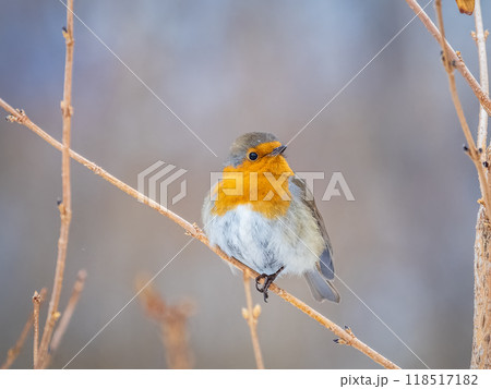 Cute bird the European Robin, Erithacus rubecula. sitting on the tree branch in winter. Cute bird the European Robin, Erithacus rubecula. sitting on the tree branch in winter. 118517182