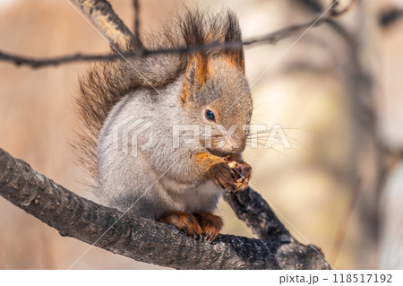 The squirrel with nut sits on tree in the winter or late autumn 118517192