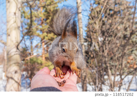 Squirrel eats nuts from a man's hand. Caring for animals in winter or autumn. 118517202