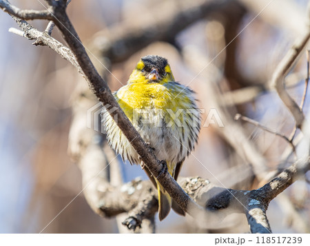 Eurasian siskin male, latin name spinus spinus, sitting on branch of tree. Cute little yellow songbird. 118517239