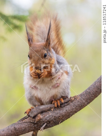 The squirrel with nut sits on a branches in the spring or summer. The squirrel with nut sits on a branches in the spring or summer. 118517241