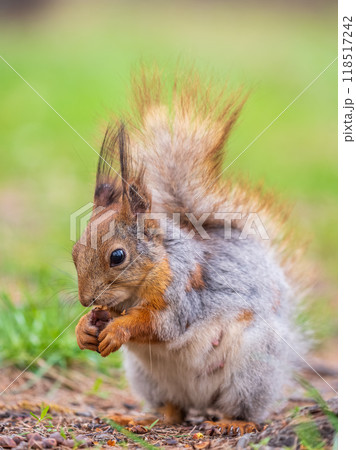 Squirrel eats a nut while sitting in green grass. Eurasian red squirrel, Sciurus vulgaris Squirrel eats a nut while sitting in green grass. Eurasian red squirrel, Sciurus vulgaris 118517242