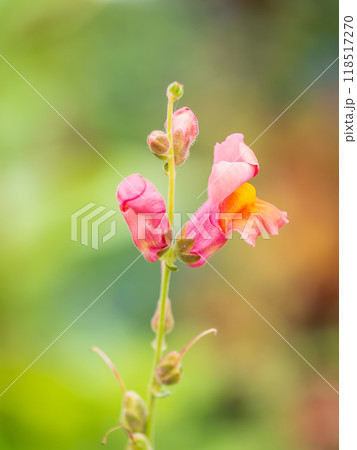 Pink flowers in the garden called Snapdragon or Antirrhinum majus or Bunny rabbits. Pink flowers in the garden called Snapdragon or Antirrhinum majus or Bunny rabbits. 118517270