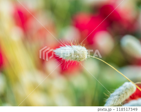 Lagurus ovatus, bunny tail or hare's tail grass Lagurus ovatus, bunny tail or hare's tail grass 118517349