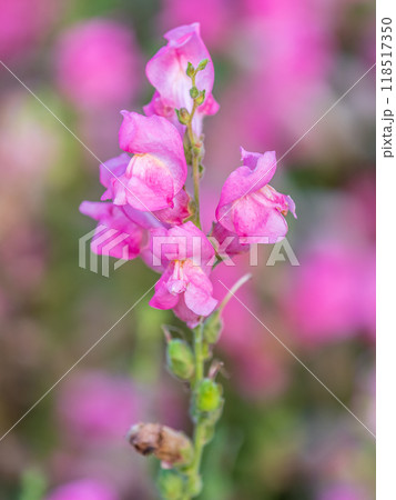 Pink flowers in the garden called Snapdragon or Antirrhinum majus or Bunny rabbits. 118517350