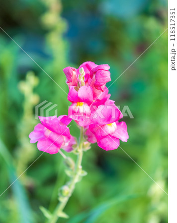 Pink flowers in the garden called Snapdragon or Antirrhinum majus or Bunny rabbits. 118517351