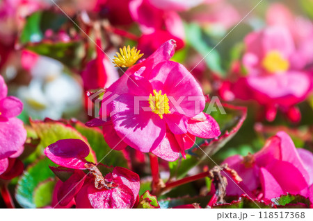 Red begonia flowers. Begonia blooms in spring with very delicate flowers 118517368