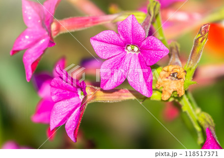 Flowering ornamental tobacco plant, Nicotiana alata 118517371