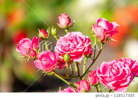 Close-up of a pink rose on green background Close-up of a pink rose on green background 118517385