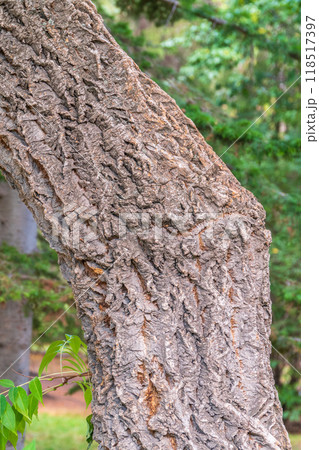 The bark of Amur velvet, or Amur cork tree, lat. Phellodendron amurense The bark of Amur velvet, or Amur cork tree, lat. Phellodendron amurense 118517397