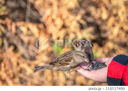 Sparrow eats seeds from a man's hand Sparrow eats seeds from a man's hand 118517400