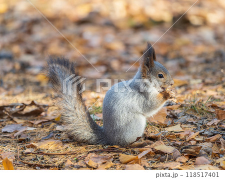 Autumn squirrel with nut sits on green grass with fallen yellow leaves Autumn squirrel with nut sits on green grass with fallen yellow leaves 118517401