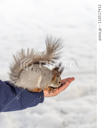 Squirrel eats nuts from a man's hand. Caring for animals in winter or autumn. Squirrel eats nuts from a man's hand. Caring for animals in winter or autumn. 118517412